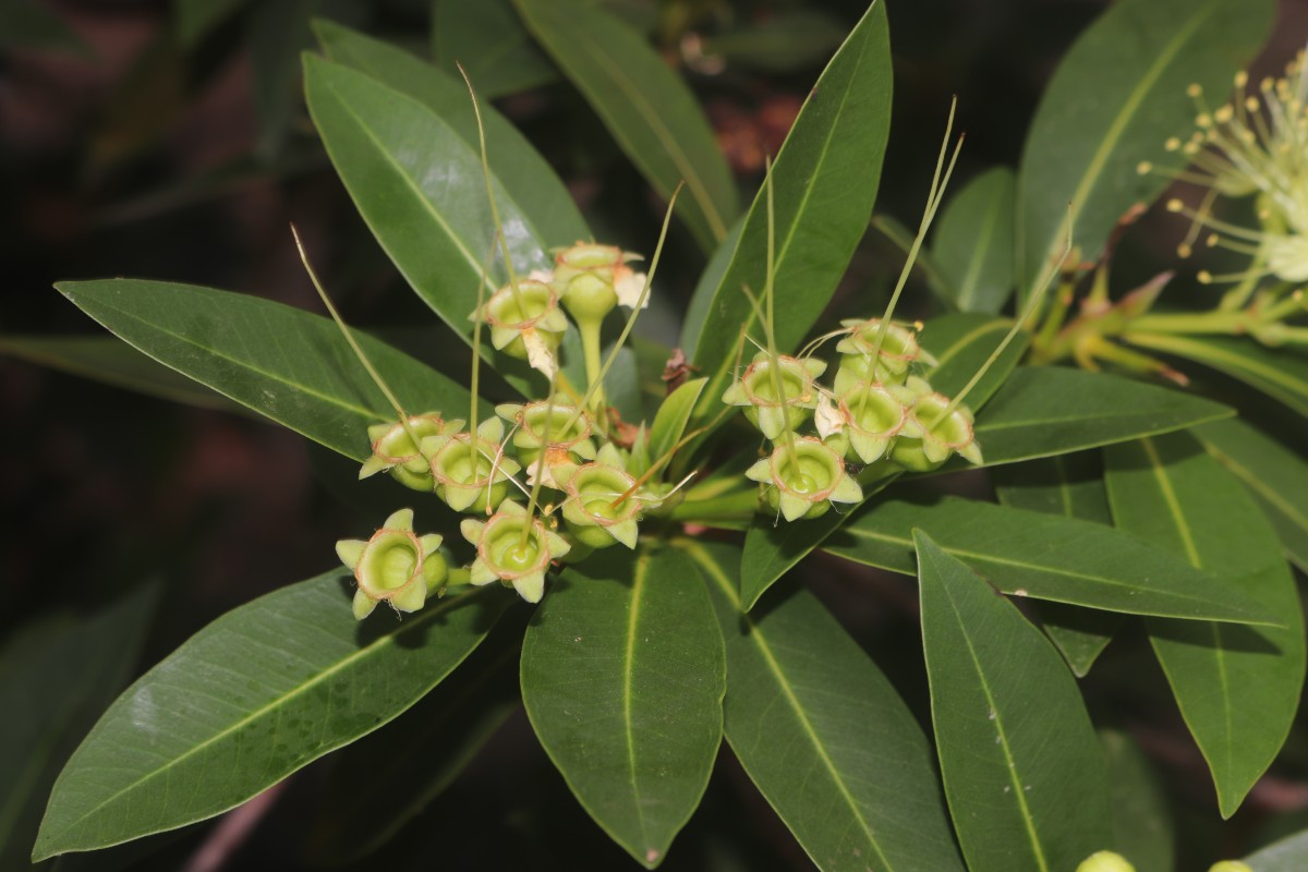 Xanthostemon verticillatus (C.T.White & W.D.Francis) L.S.Sm.